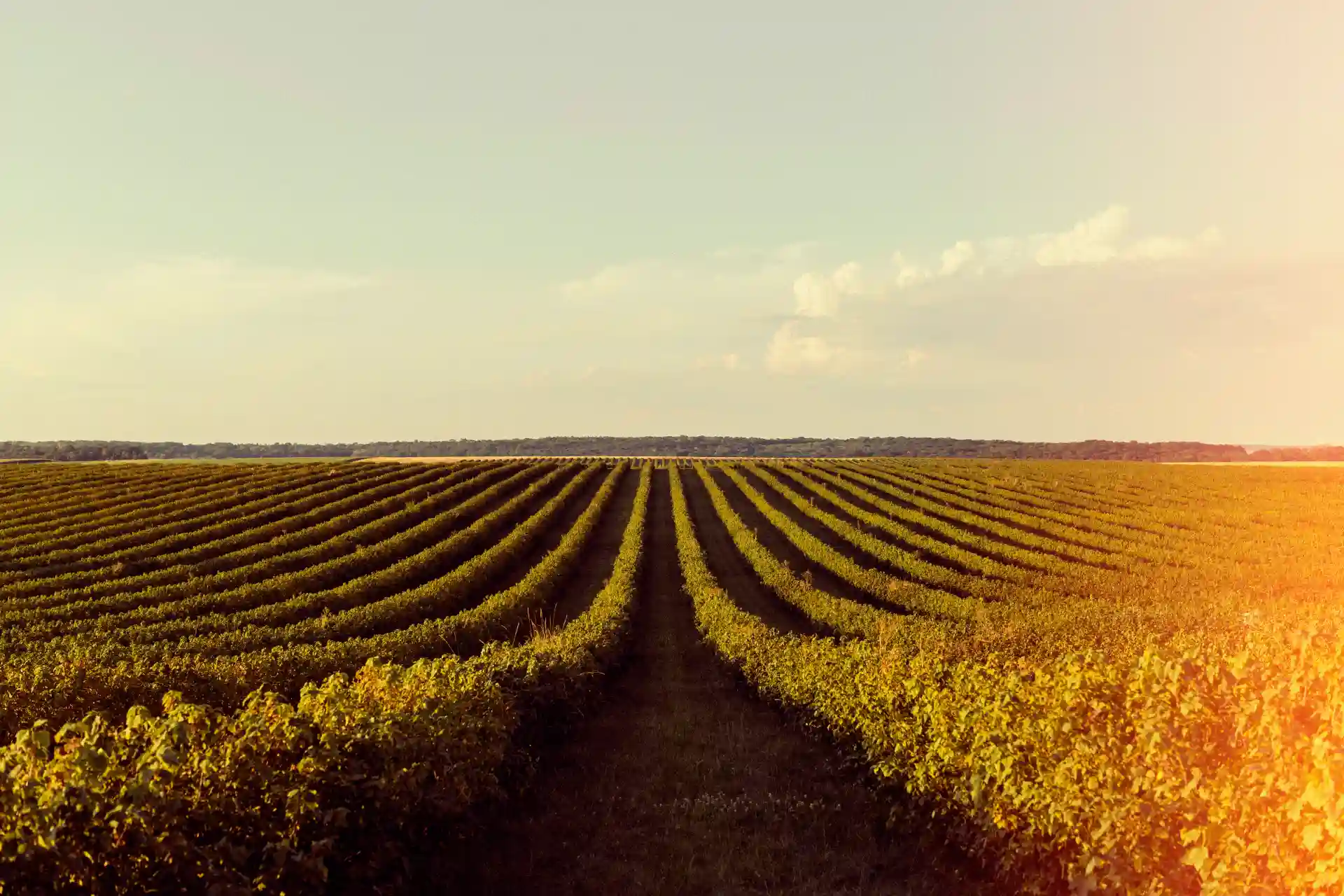 « Pesticides. Un colonialisme chimique » : l’effet boomerang des agrotoxiques