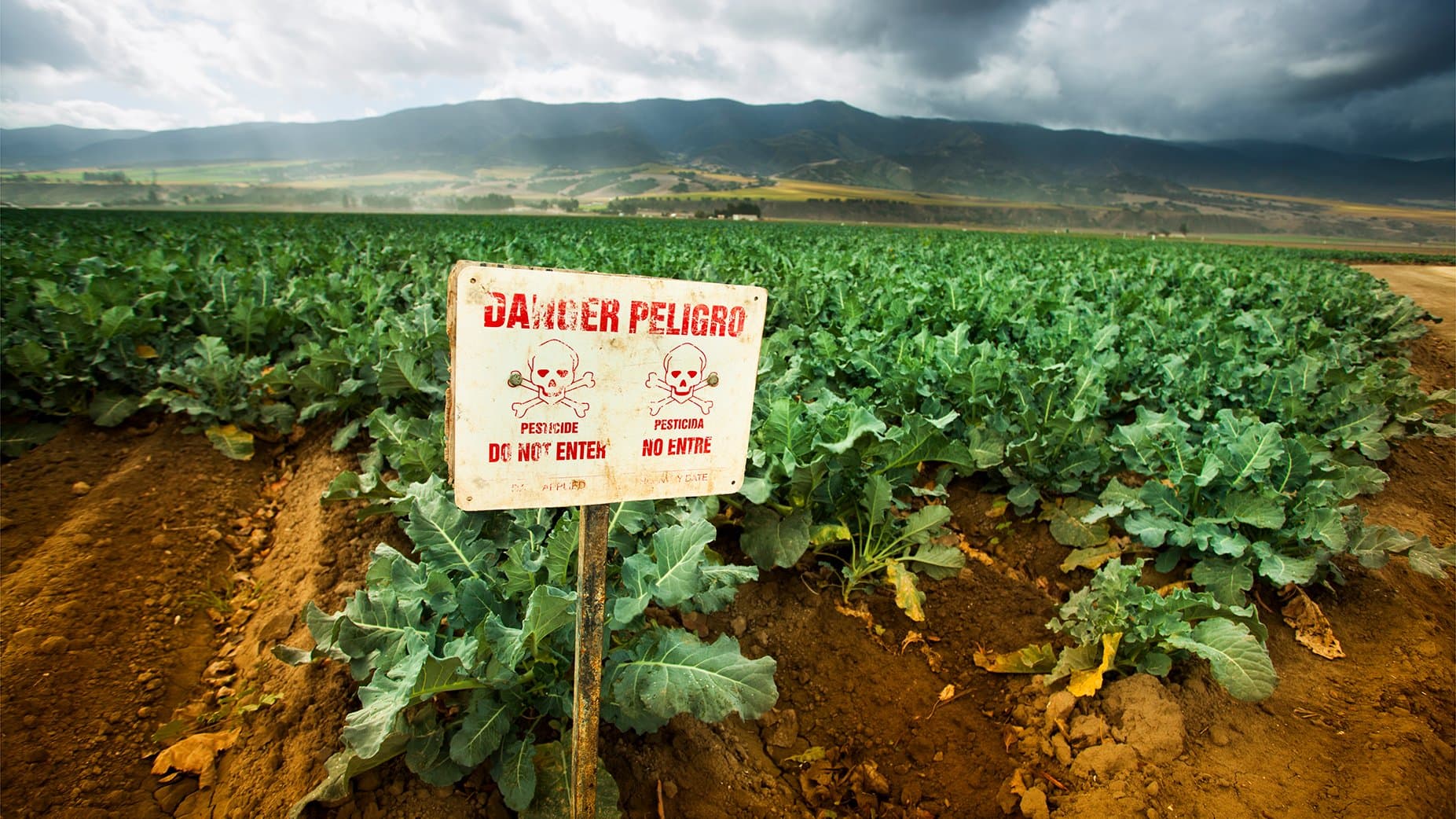 Towards an international regulatory framework for pesticides