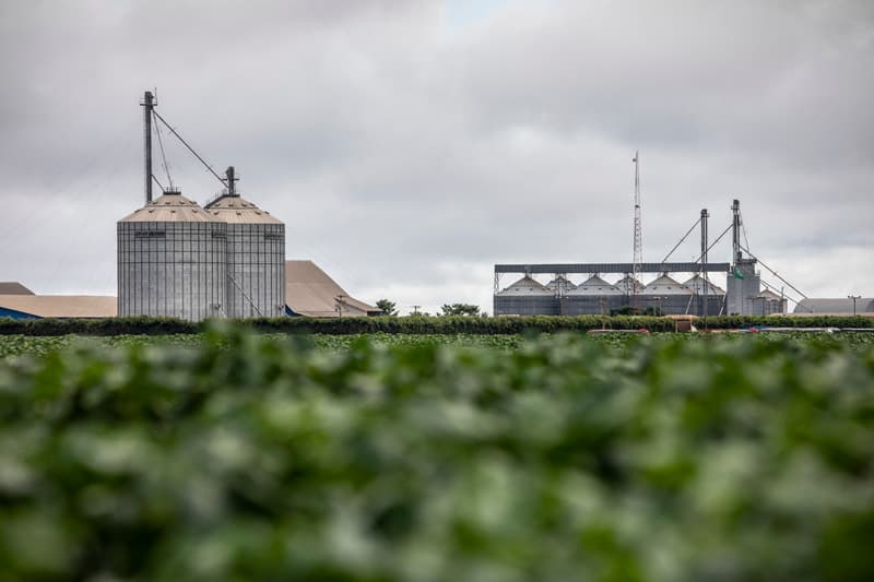 Soya, corn and cotton make Brazil world leader for hazardous pesticides